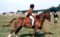 Tigerlily